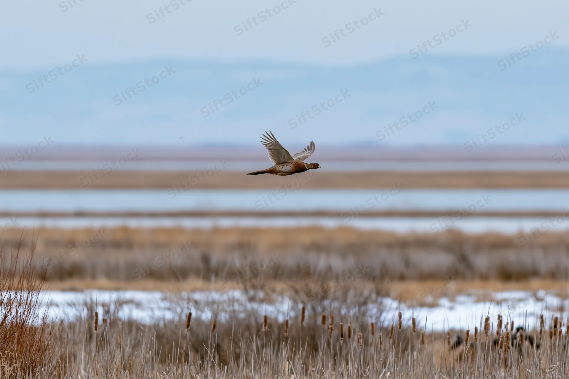 Ring-necked pheasant in mid-flight over snowy winter wetland with reeds and distant horizon