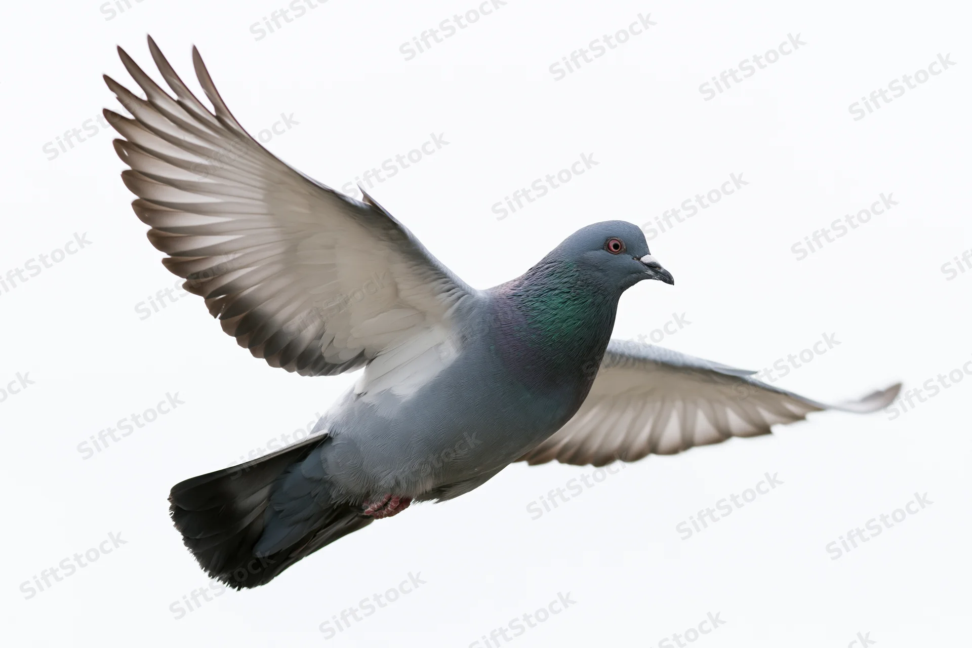 Rock pigeon in mid-flight with wings fully spread against white background