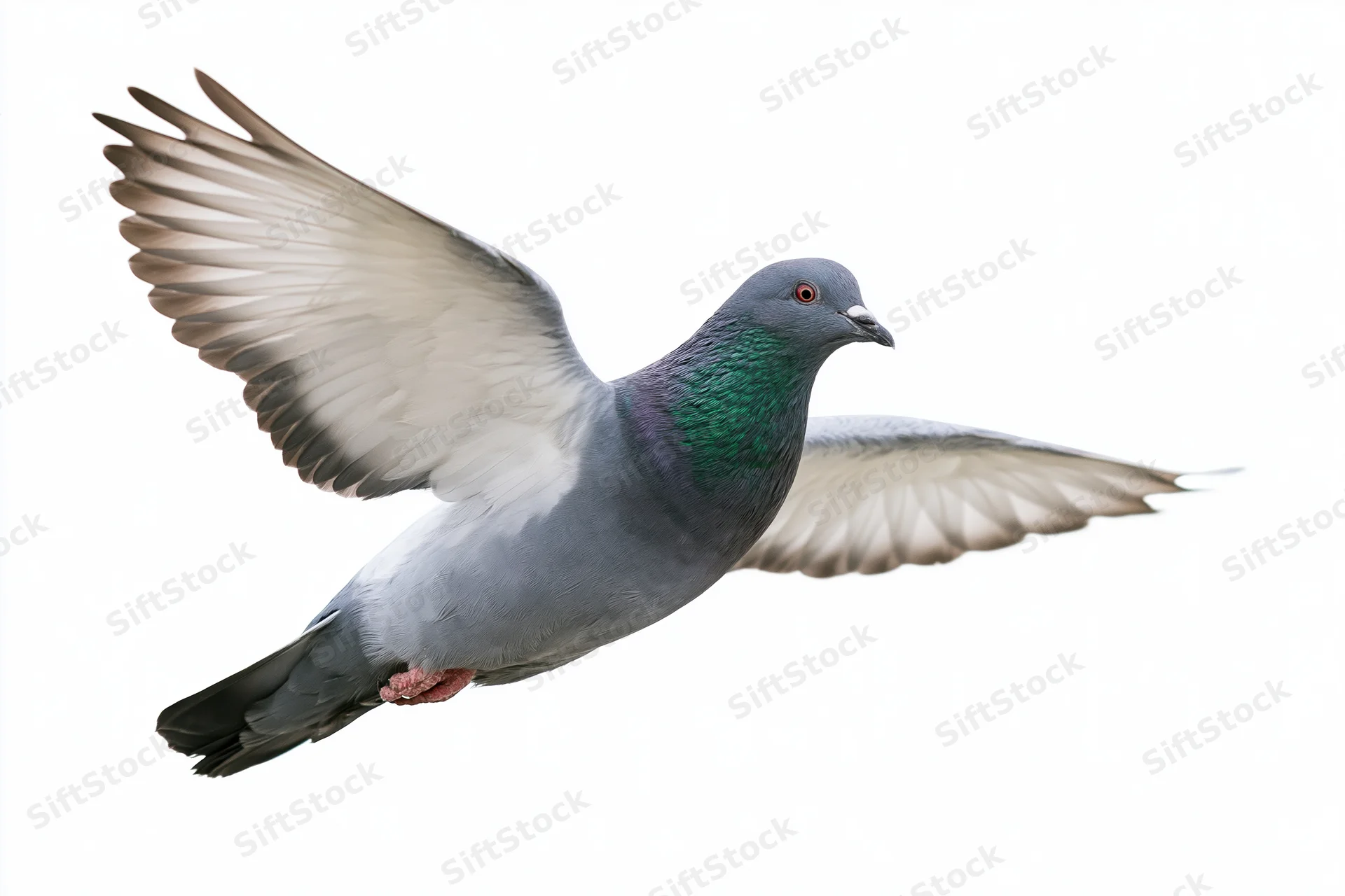 Rock pigeon in mid-flight with wings fully spread against white background