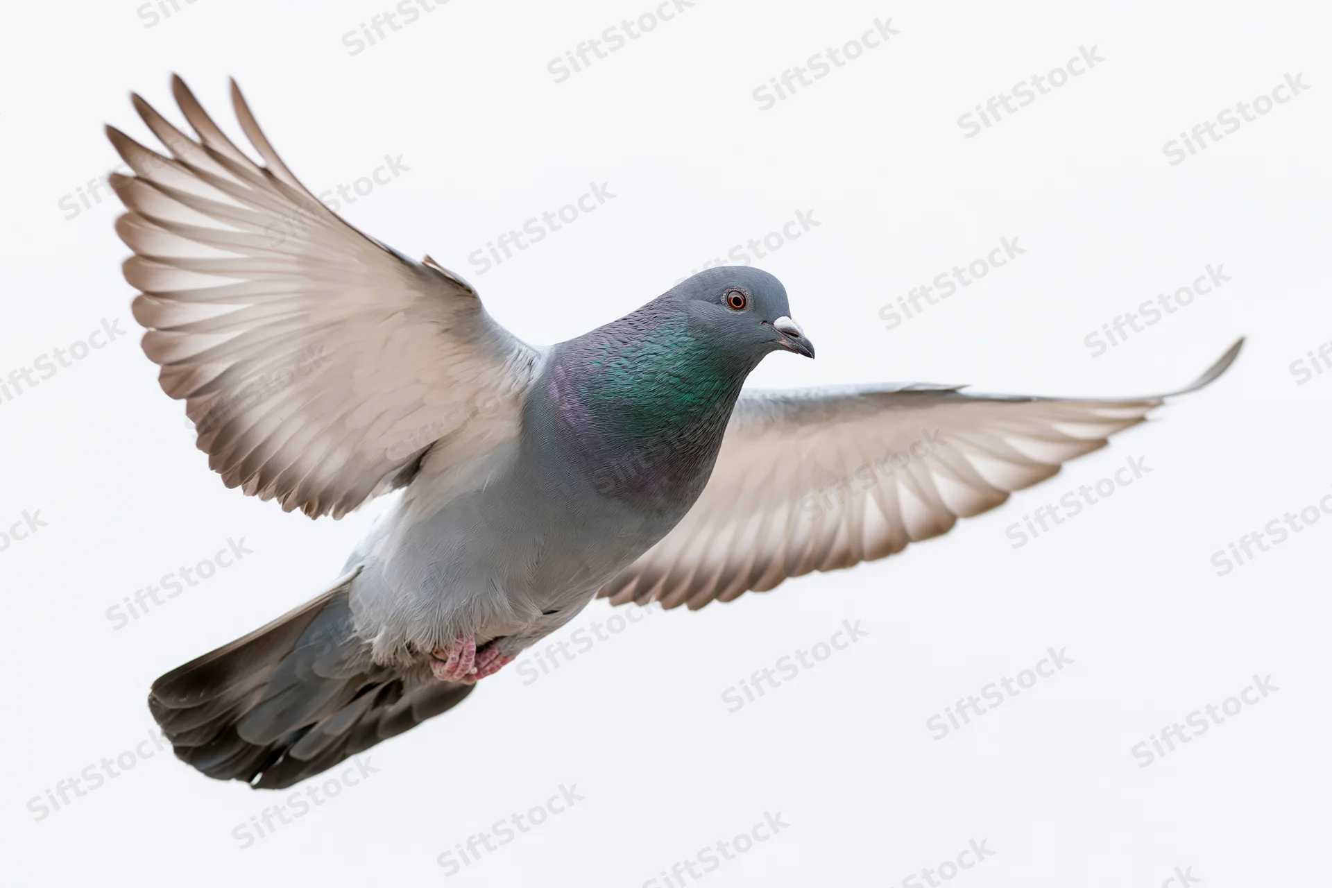 Rock pigeon in mid-flight with wings fully spread against white background