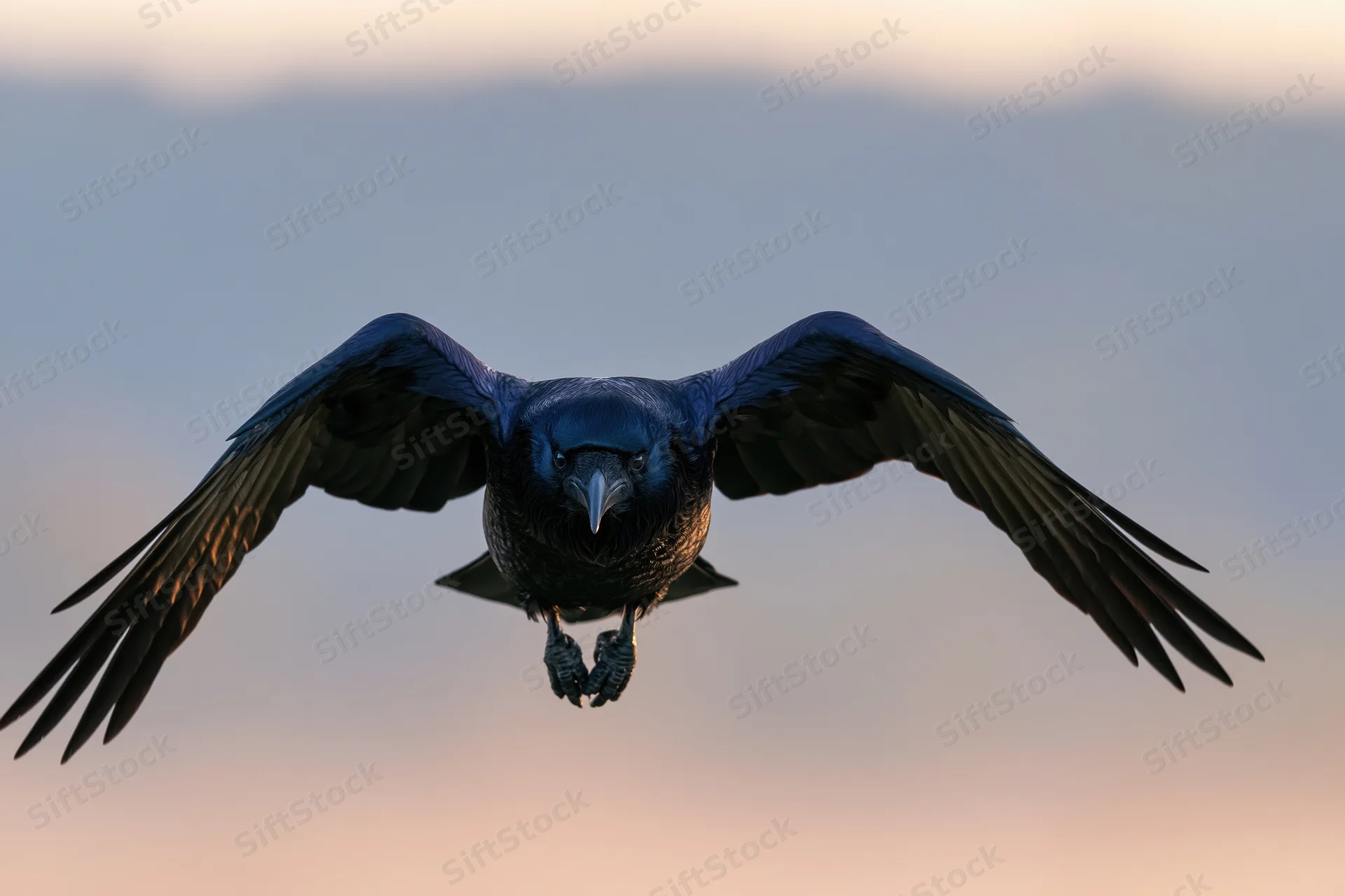 Crow in mid-flight with wings fully spread against twilight sky
