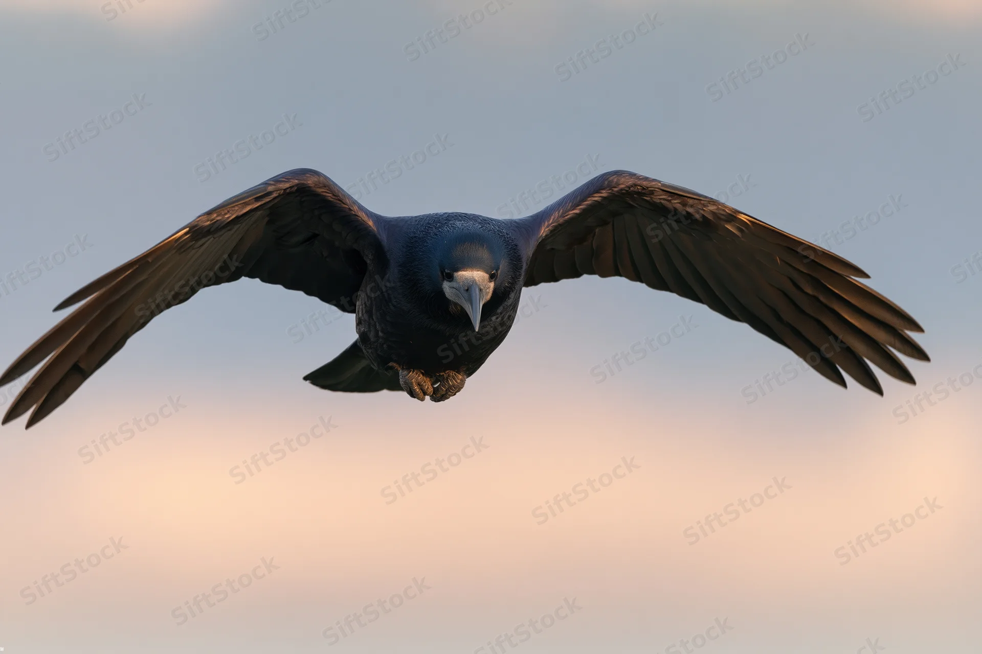Rook in mid-flight with wings fully spread against a soft twilight sky