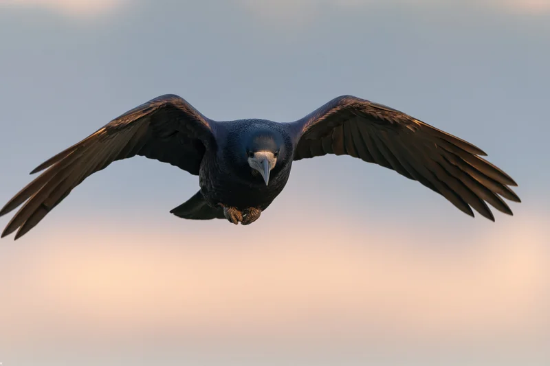 Rook in mid-flight with wings fully spread against a soft twilight sky