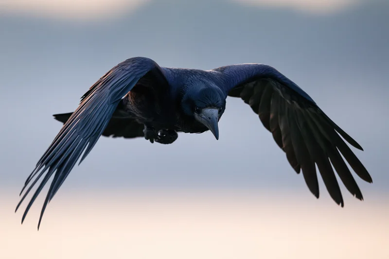 Crow in mid-flight with wings fully spread against soft twilight sky
