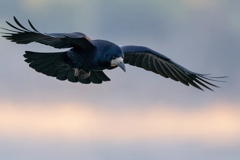 Rook in mid-flight with wings fully spread against a soft twilight sky