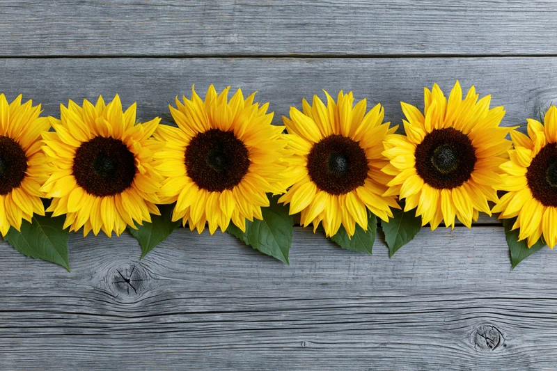 Row of sunflowers with green leaves arranged on weathered wooden surface