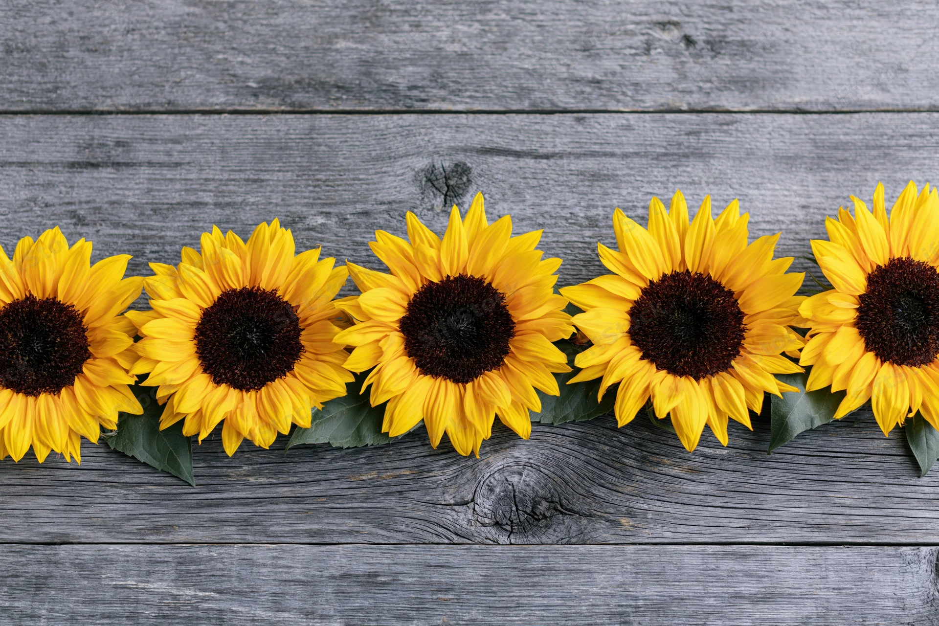 Row of fresh sunflowers with deep brown centers arranged horizontally on weathered wooden surface