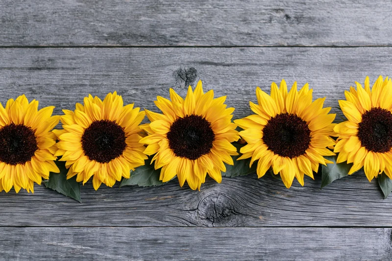 Row of fresh sunflowers with deep brown centers arranged horizontally on weathered wooden surface