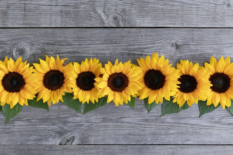 Row of sunflowers with green leaves arranged horizontally on weathered wooden surface