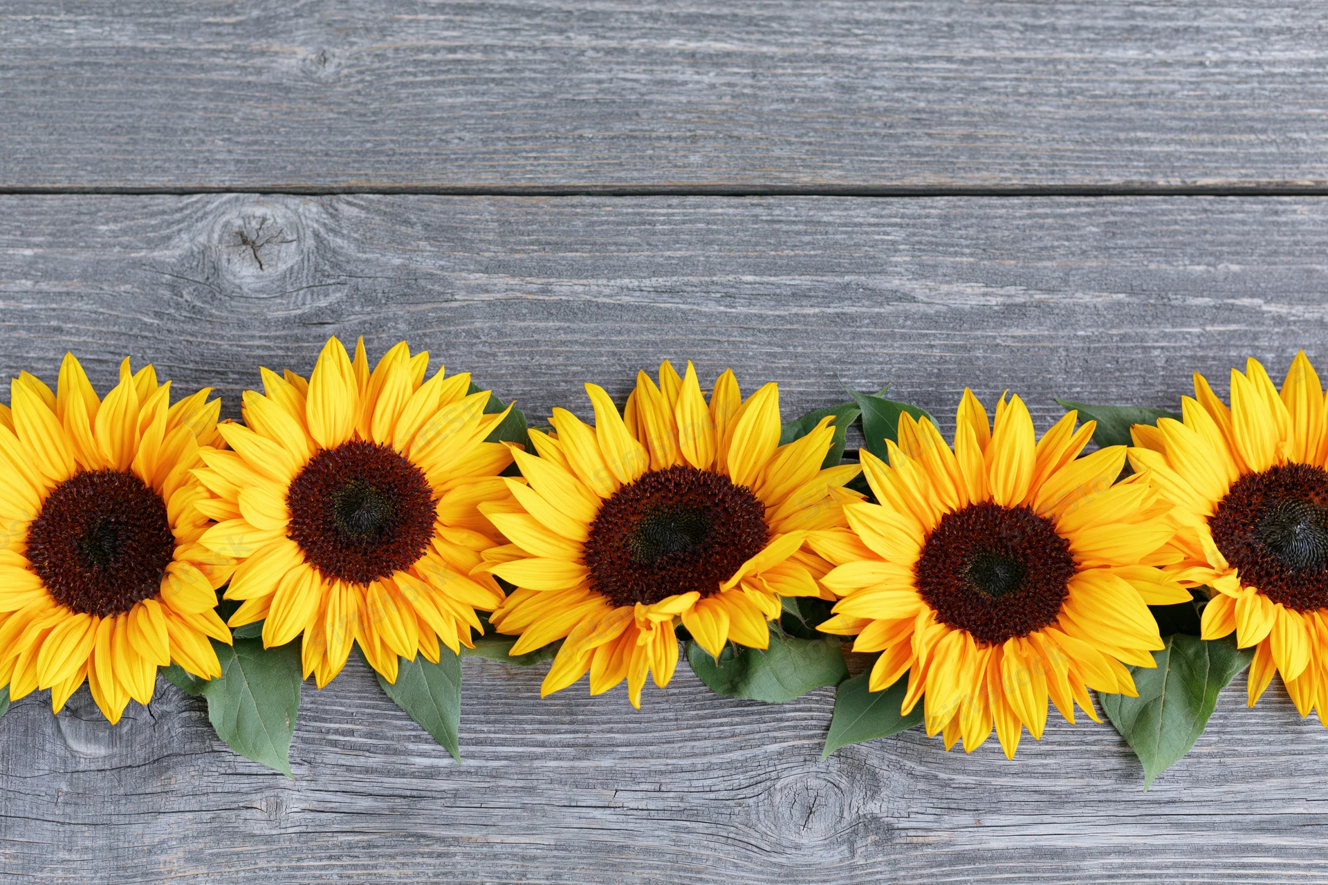 Row of sunflowers arranged horizontally on weathered gray wood surface