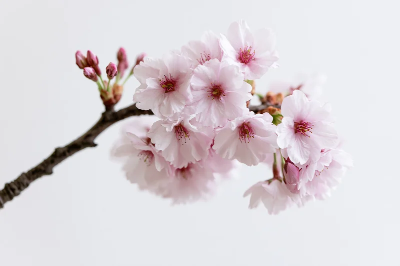 Cherry blossom branch with open flowers and buds against white background