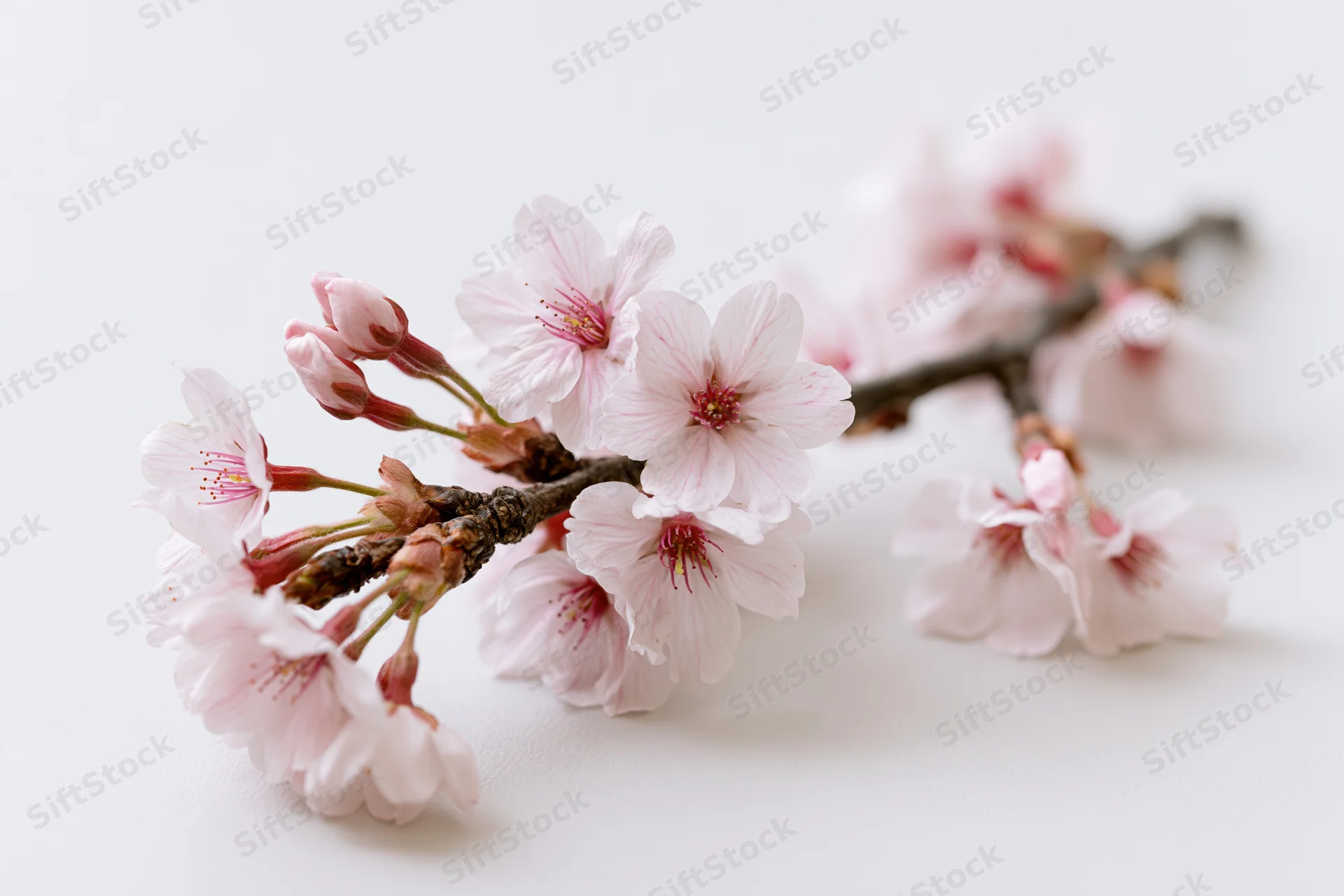 Cherry blossom branch with clusters of open pale pink flowers on white background