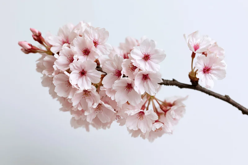 Cherry blossom branch with clusters of open pale pink flowers against a plain light background