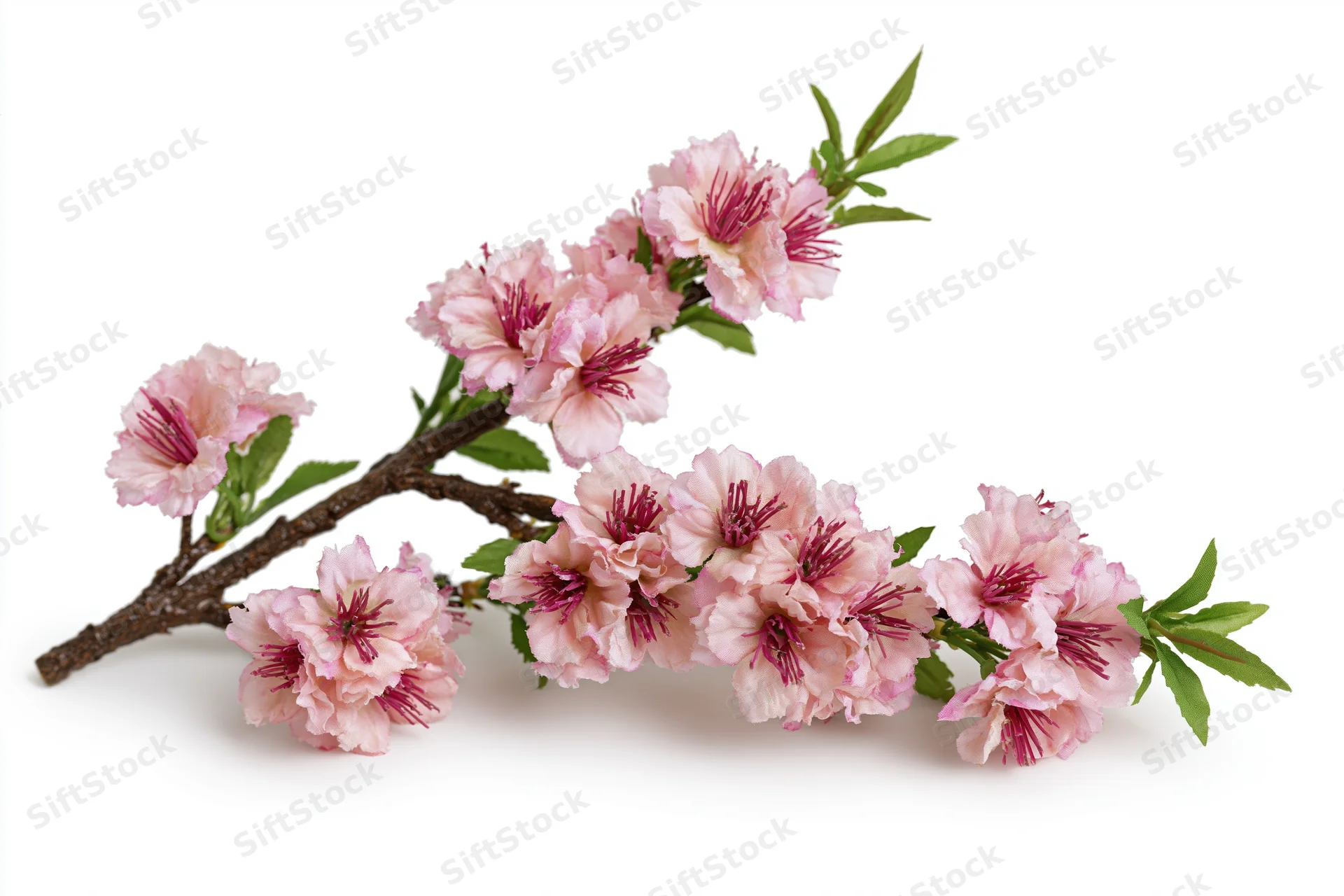 Cherry blossom branch with clusters of soft pink flowers and green leaves on white background