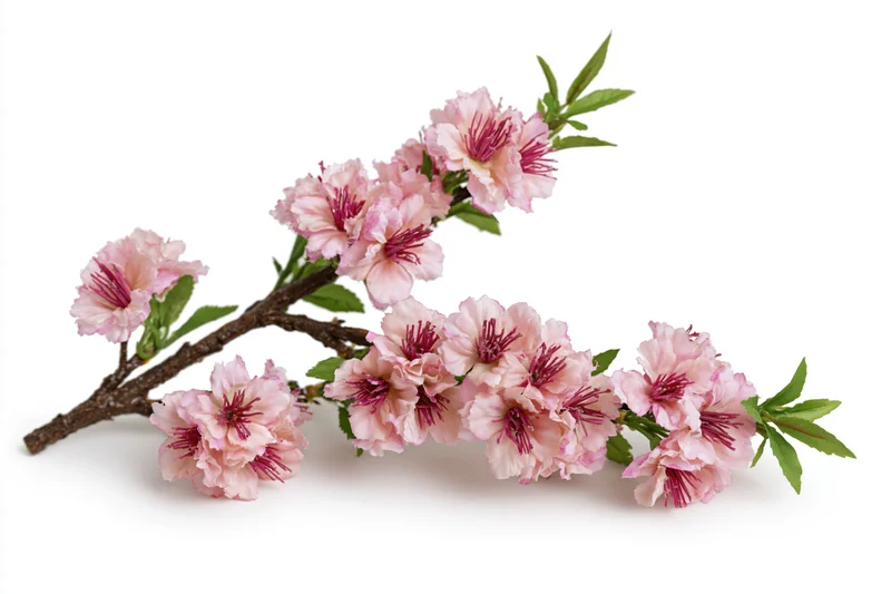 Cherry blossom branch with clusters of soft pink flowers and green leaves on white background