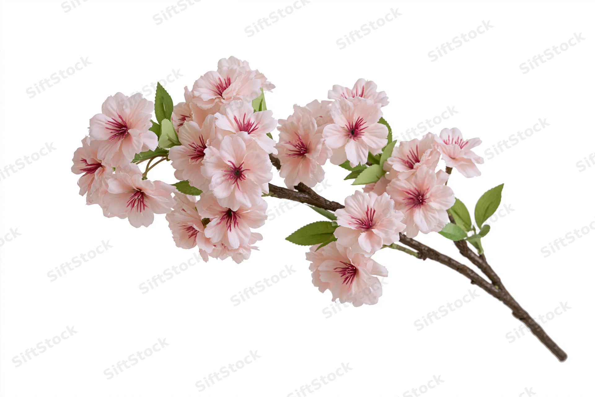 Cherry blossom branch with clusters of soft pink flowers and green leaves isolated on white