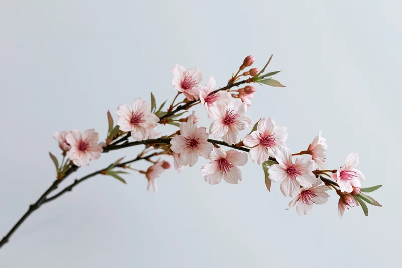Cherry blossom branch with open pale pink flowers against a plain light background