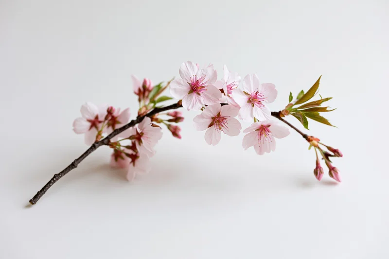 Cherry blossom branch with open pale pink flowers arranged on white background