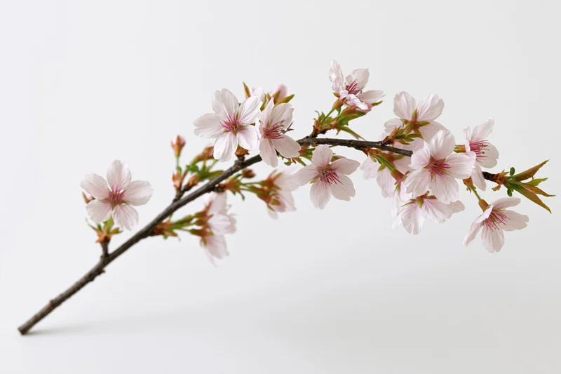 Cherry blossom branch with open pale pink flowers arranged diagonally on white background