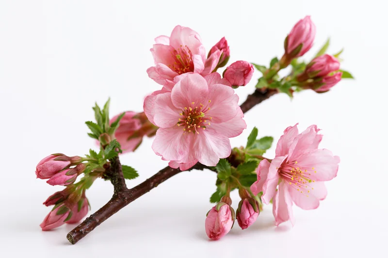 Cherry blossom branch with open pink flowers and closed buds on white background