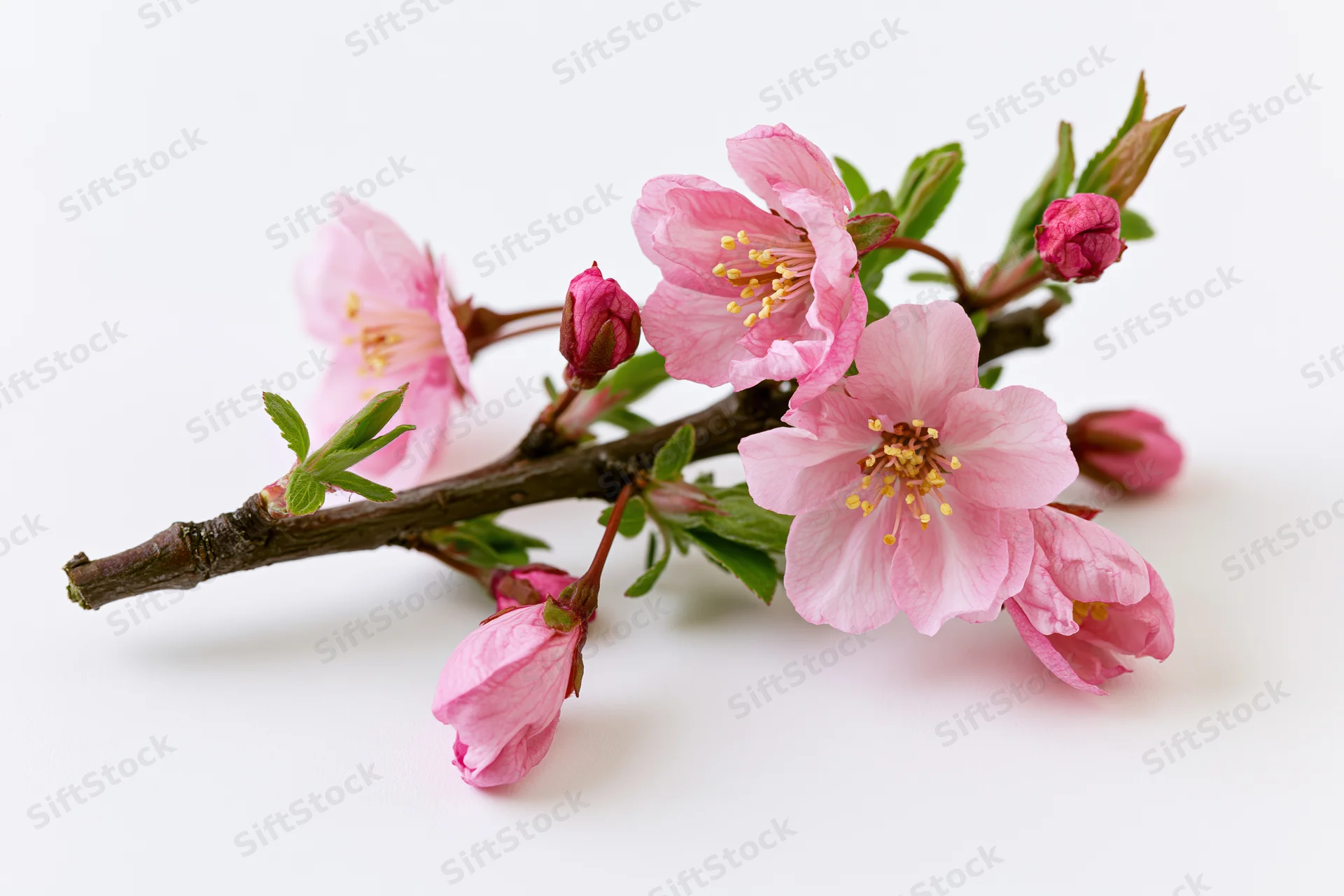 Cherry blossom branch with open and closed pink flowers on white background