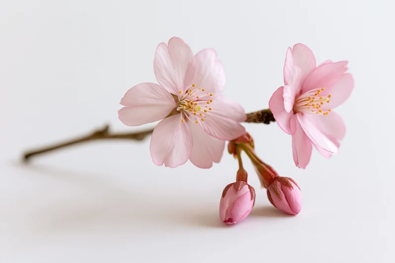 Pink Cherry Blossom Branch Closeup in Soft Studio Light