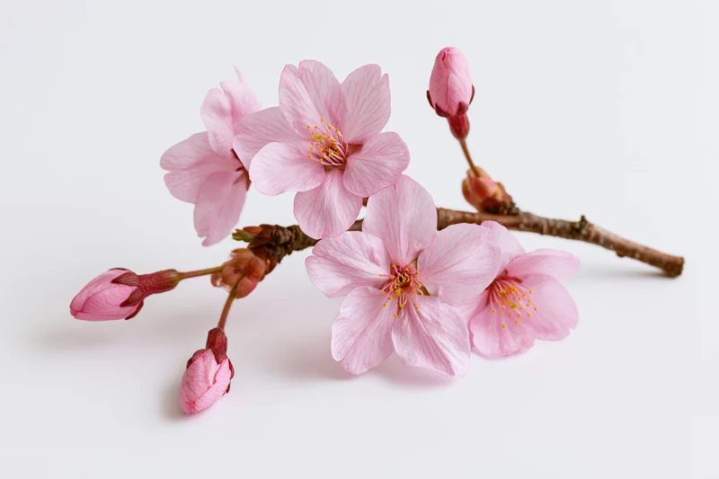 Cherry blossom branch with soft pink flowers and buds arranged on white background
