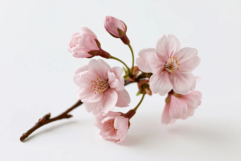 Cherry blossom branch with soft pink flowers and buds arranged on white background