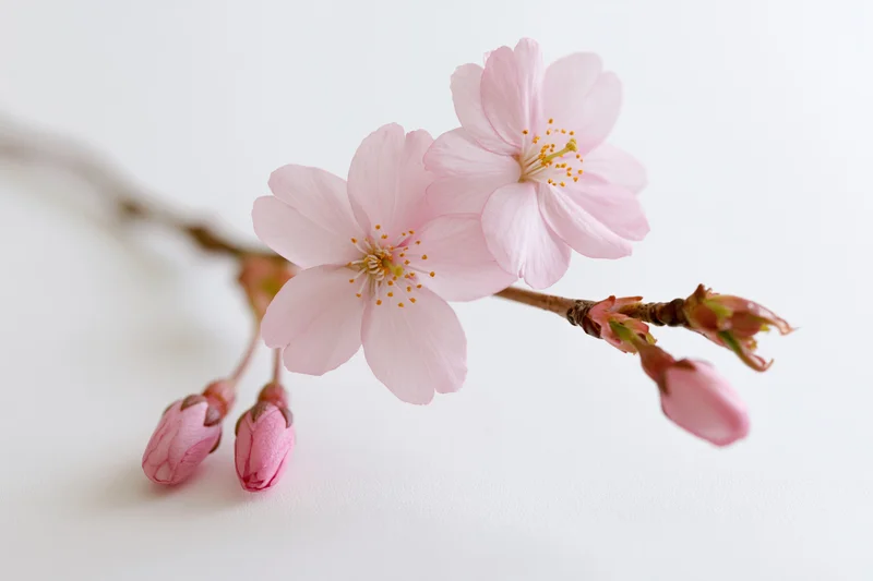 Cherry blossom branch with soft pink flowers and buds arranged on white background