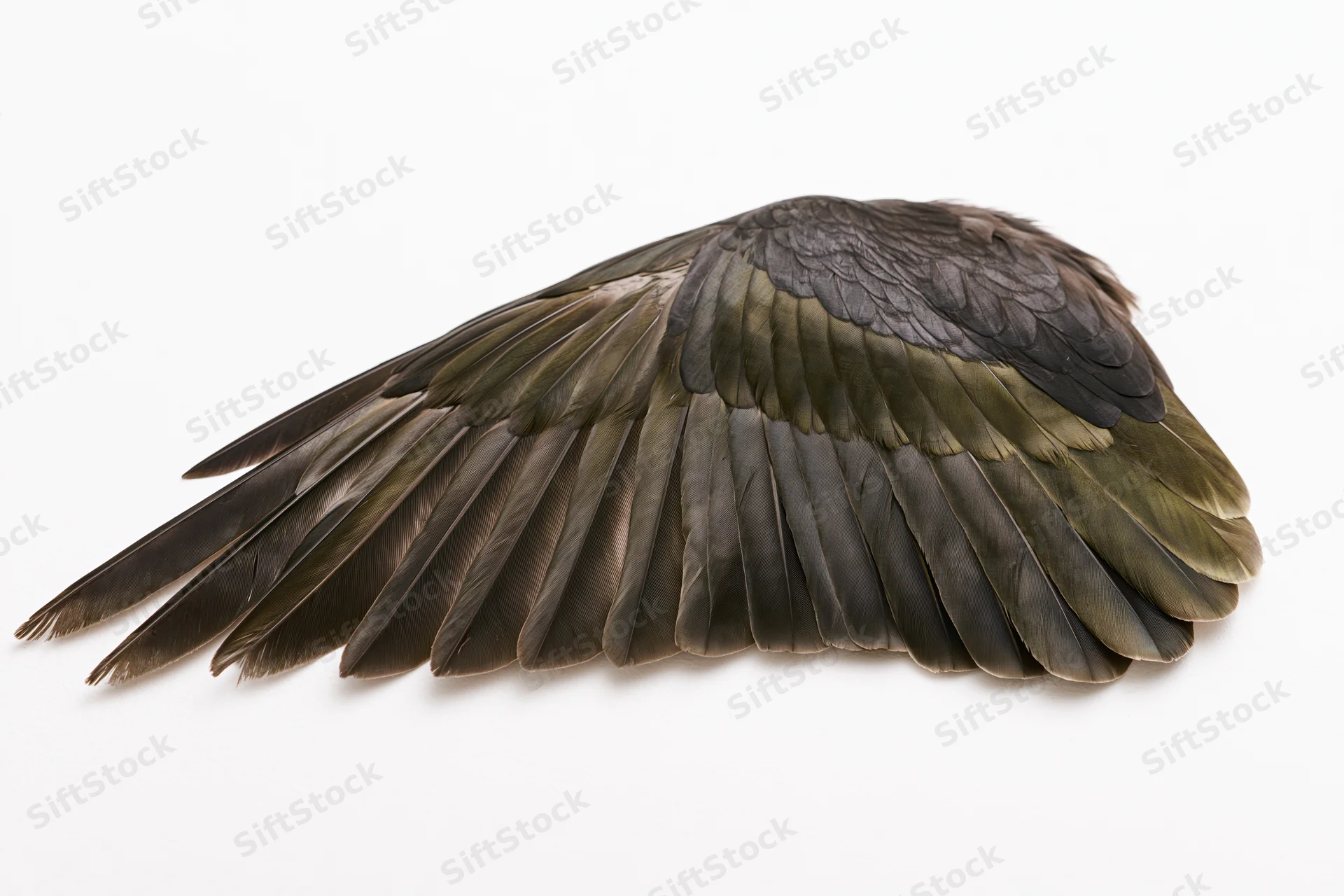 Detached bird wing laid flat showing full flight feathers on white background