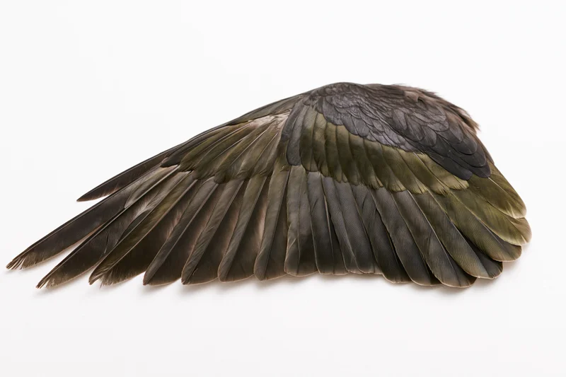 Detached bird wing laid flat showing full flight feathers on white background