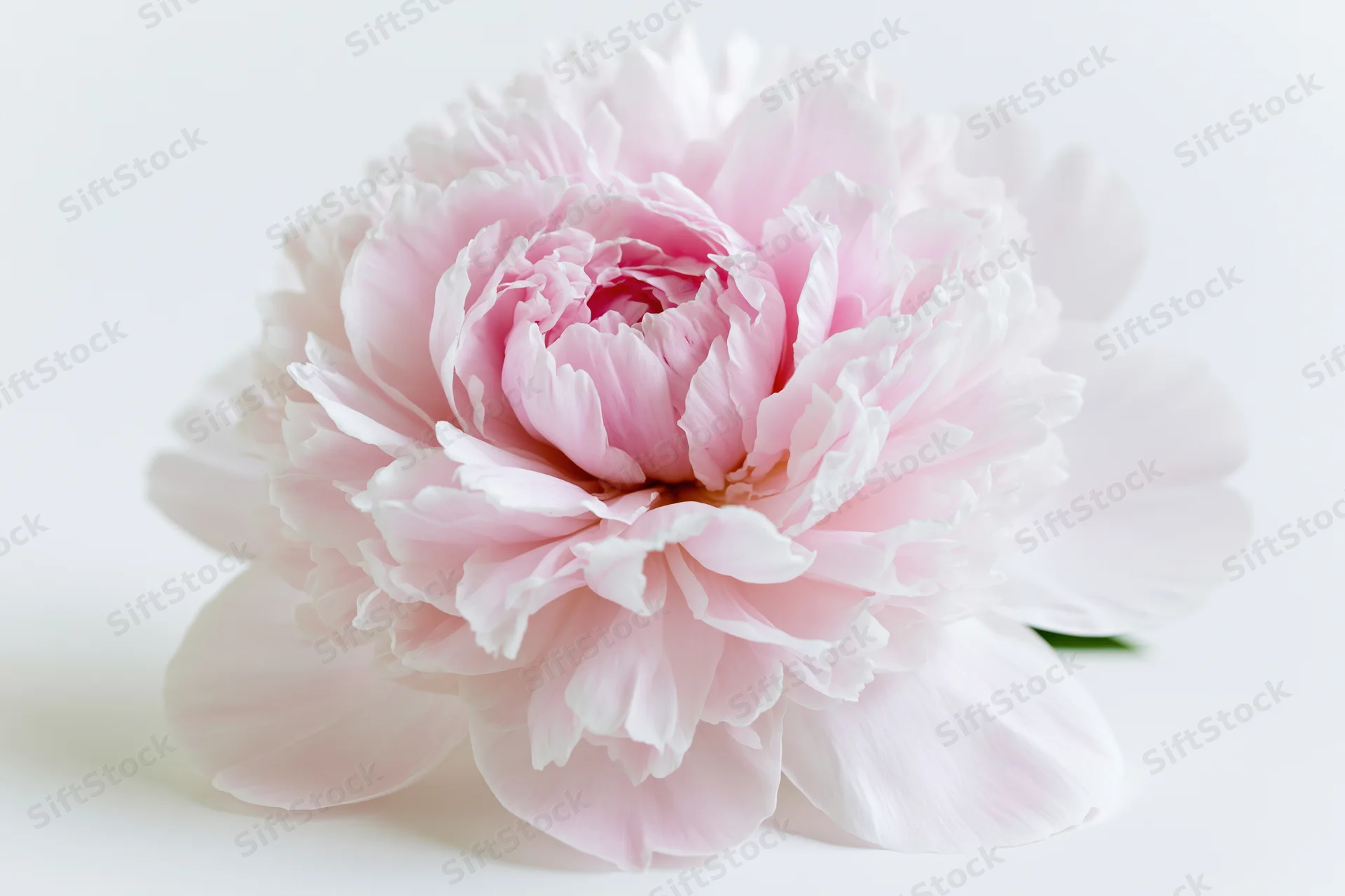 Single fully open peony bloom centered against a clean white background