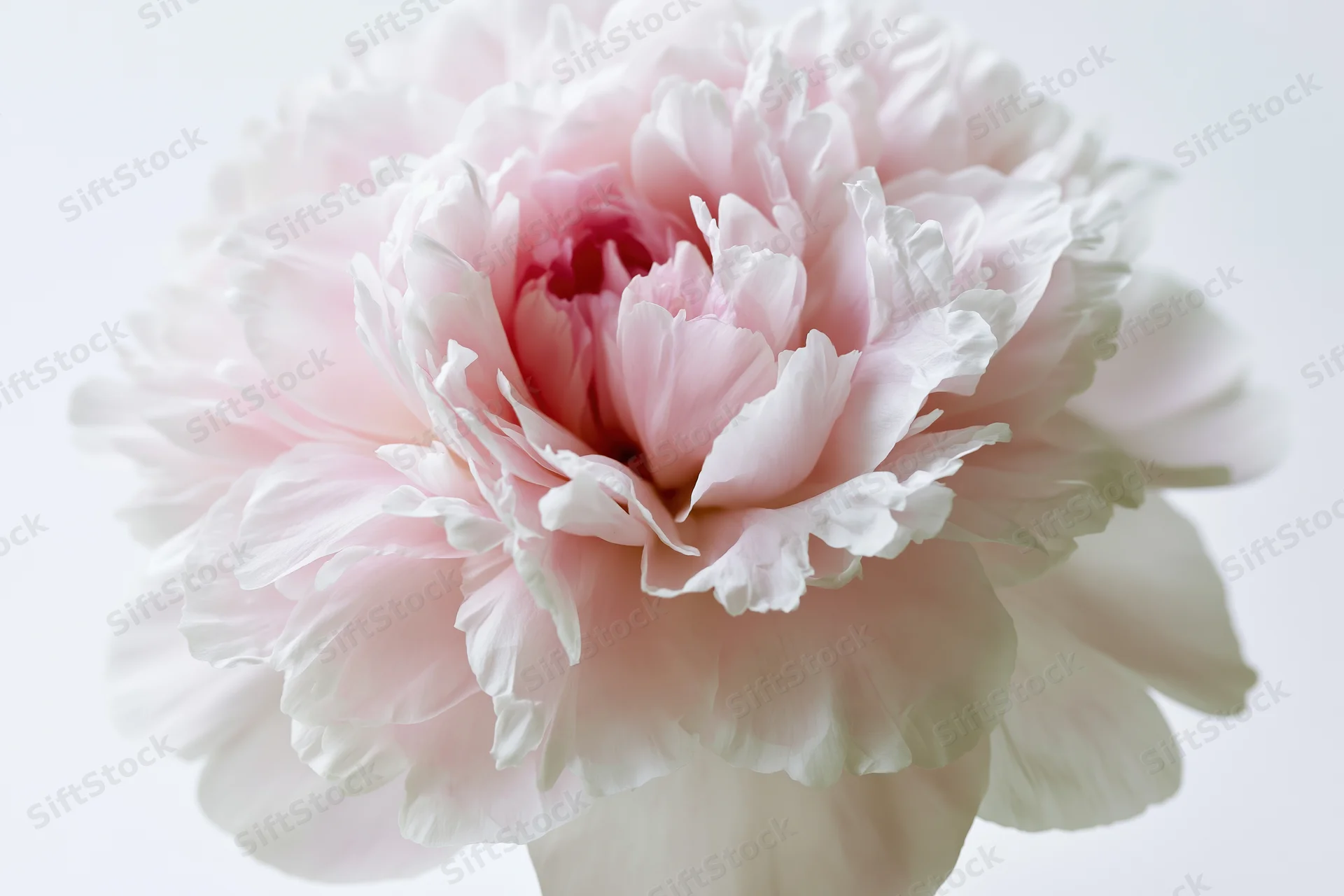 Single fully open peony bloom centered against a clean white background