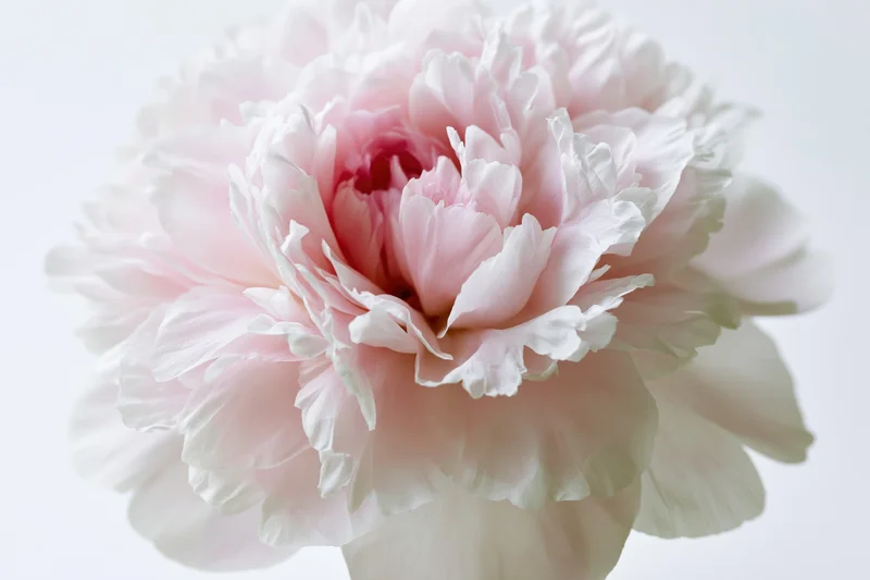 Single fully open peony bloom centered against a clean white background