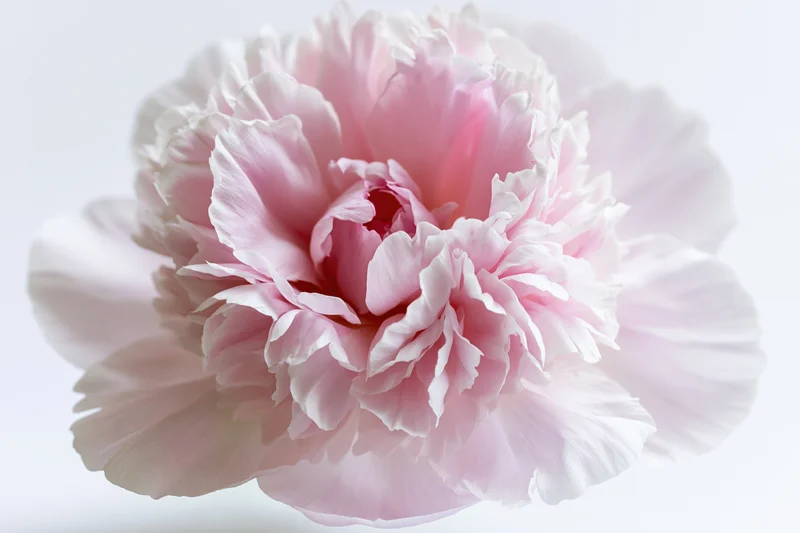 Fully open pink peony centered against a clean white background