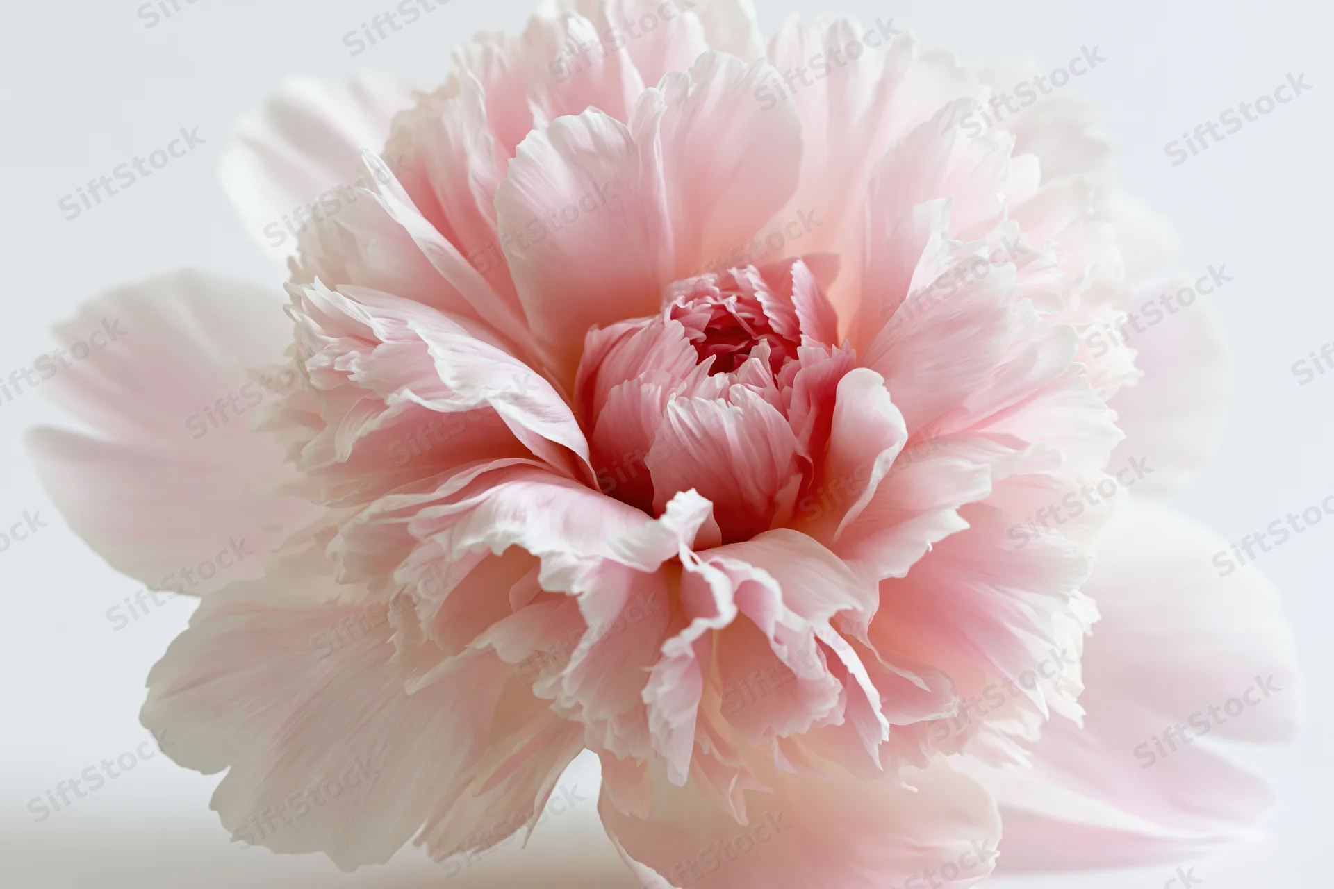 A fully open pink peony bloom centered against a clean white background