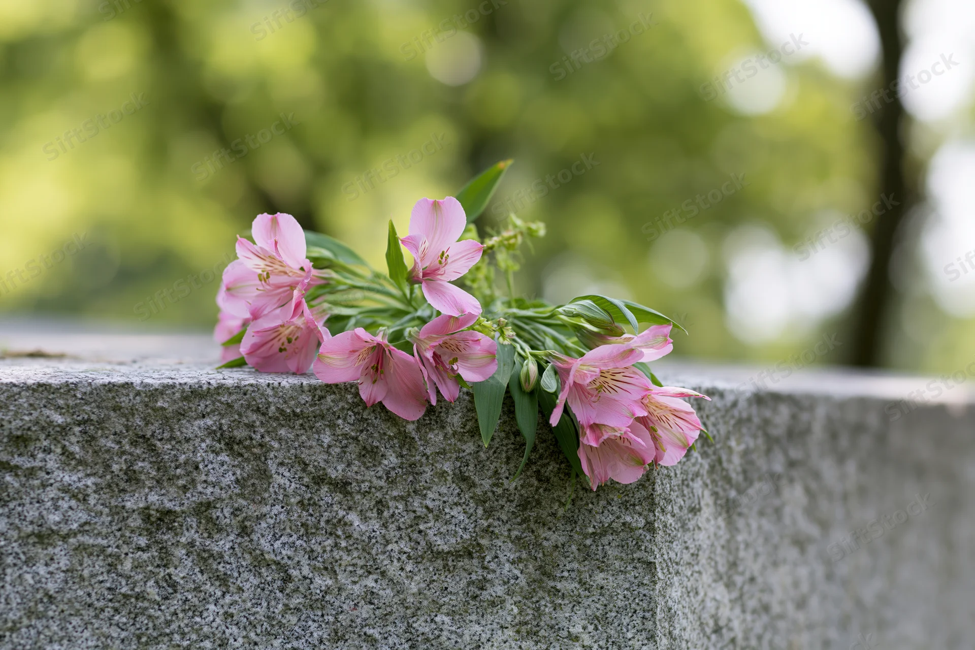 Pink alstroemeria bouquet resting on a stone grave marker in a cemetery