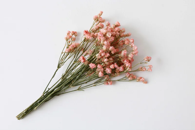 Dried wildflower bouquet with tiny dusty pink blooms arranged flat on white background