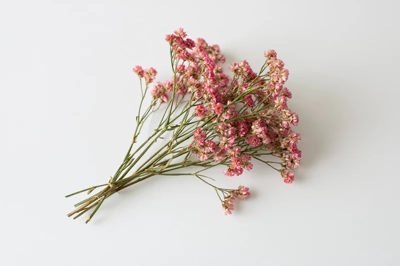 Dried wildflower bouquet with tiny pink blooms arranged on white background