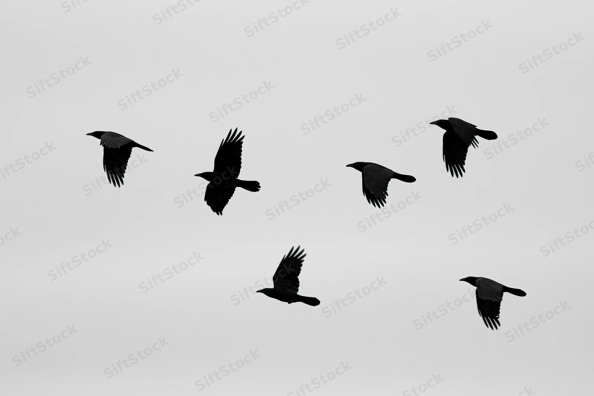 Six crows in mid-flight with wings spread against a gray sky