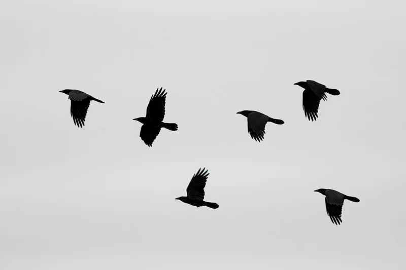 Six crows in mid-flight with wings spread against a gray sky