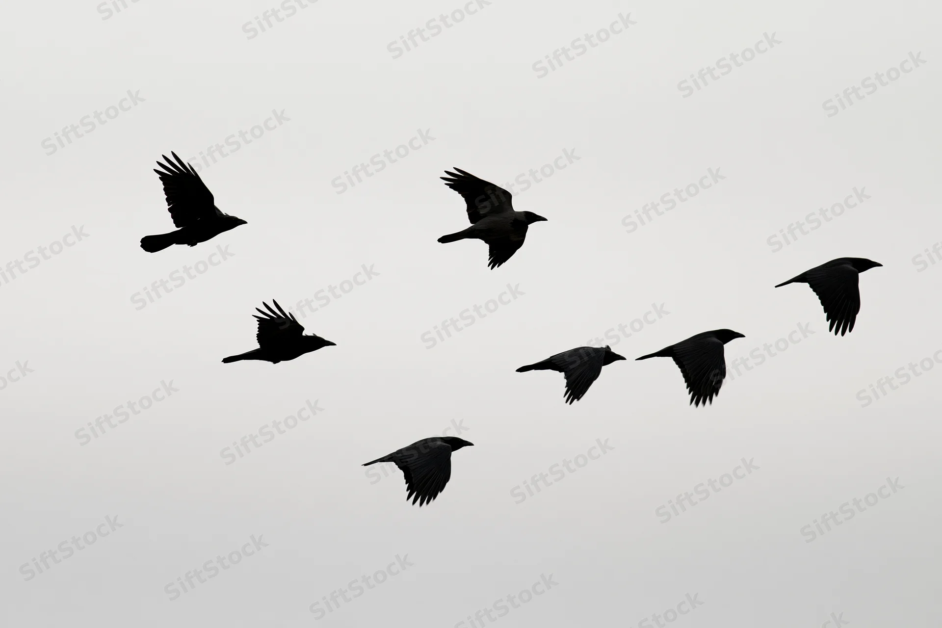 Six crows in mid-flight with wings spread against a gray sky
