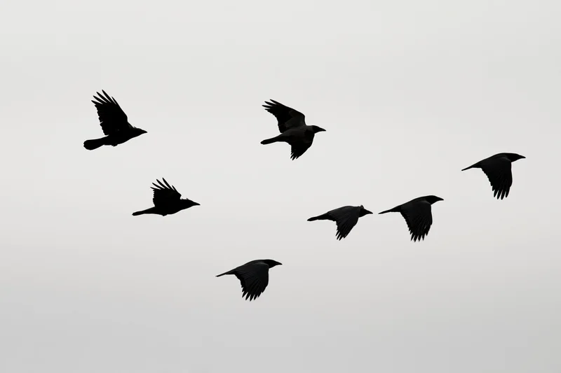 Six crows in mid-flight with wings spread against a gray sky