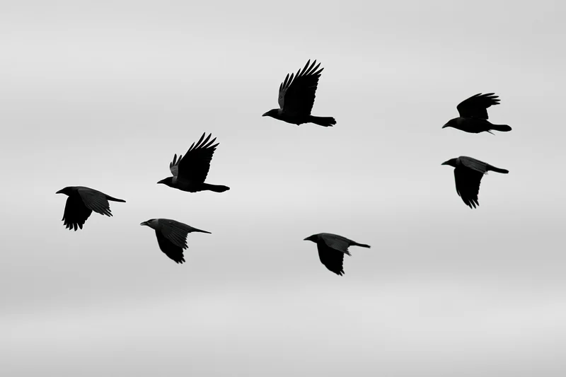 Six crows in mid-flight with wings spread against a gray sky