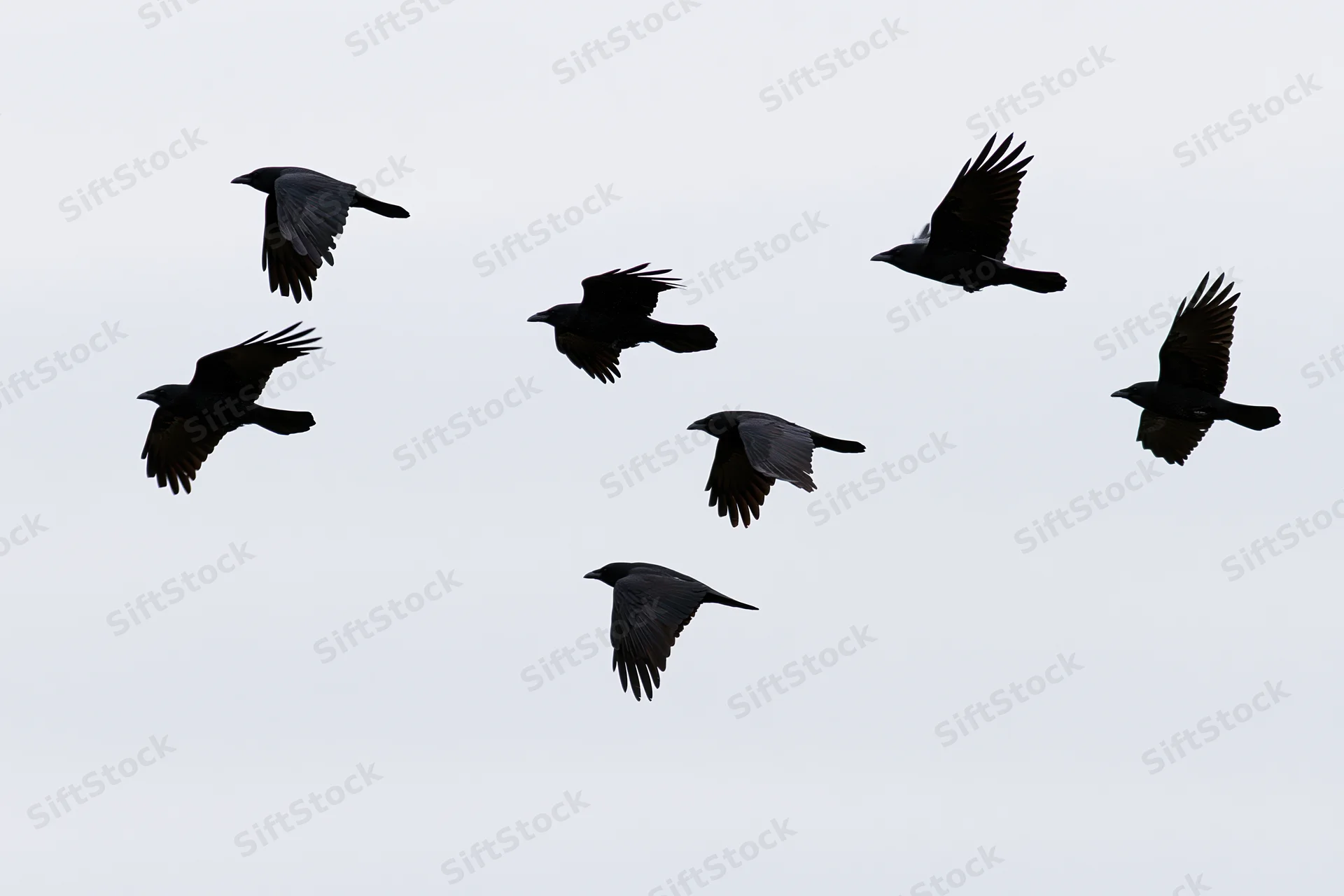 Six crows in mid-flight with wings spread against a gray sky
