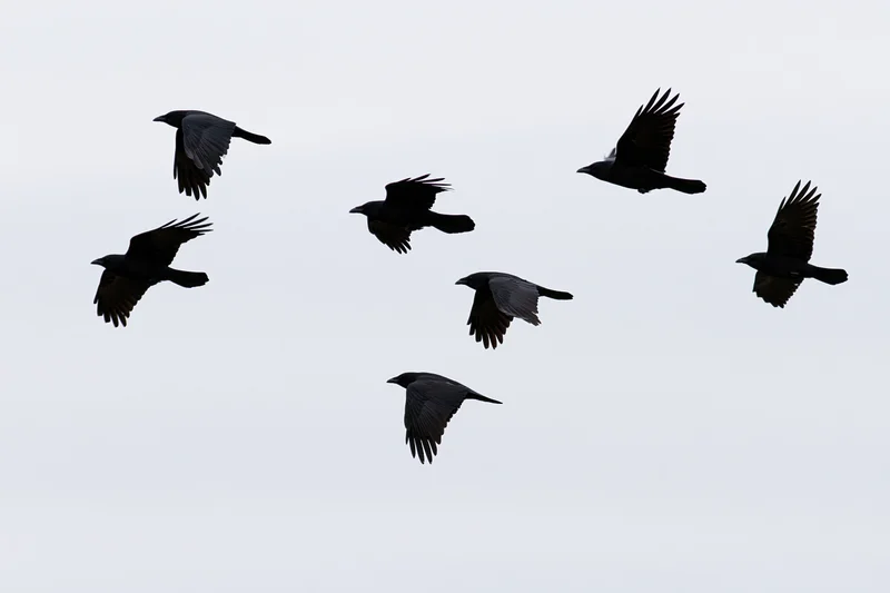 Six crows in mid-flight with wings spread against a gray sky