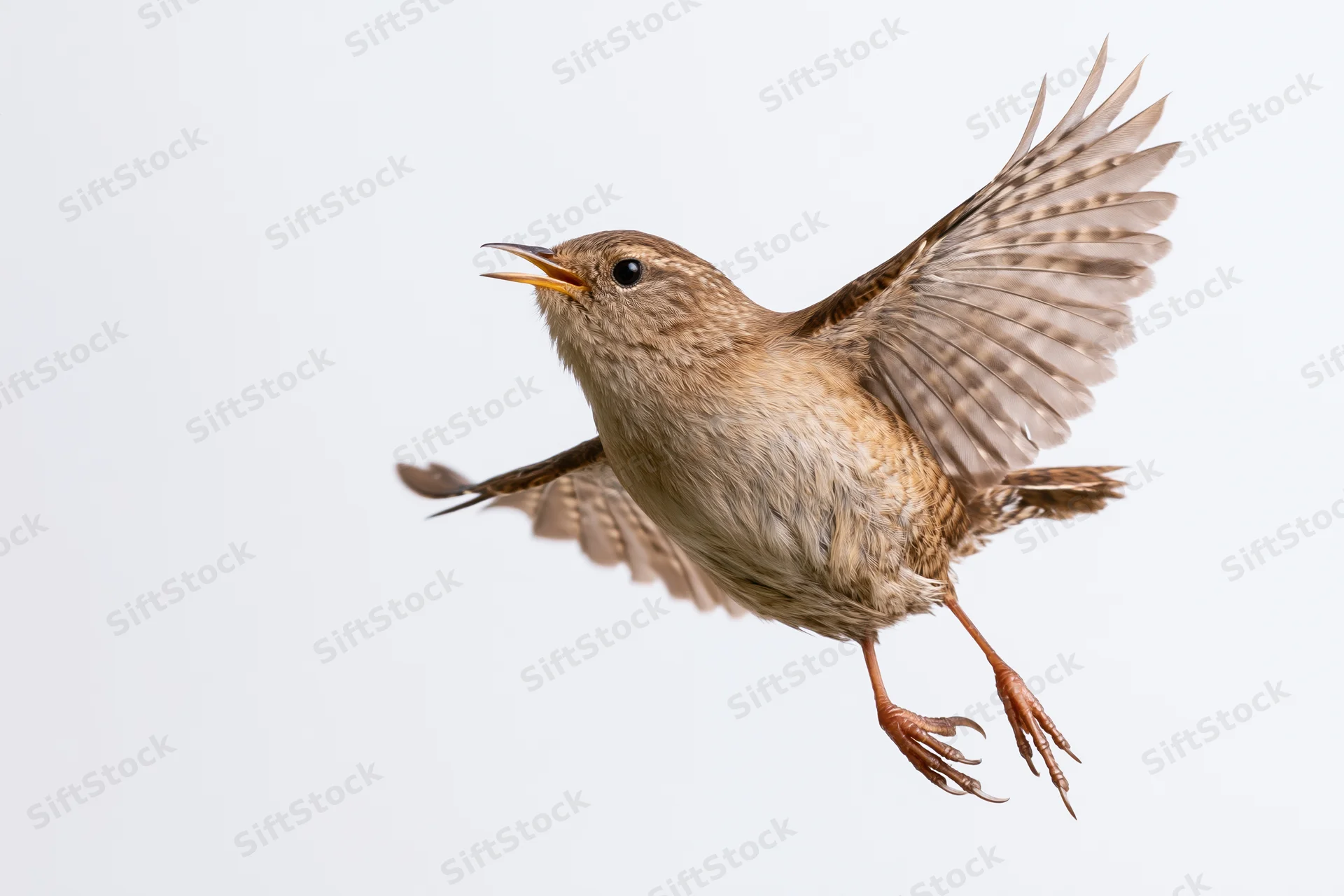 Small wren in mid-flight with wings spread and beak open against white background