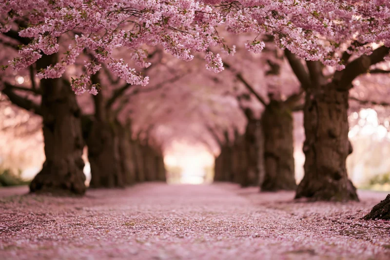 Cherry blossom trees forming a tunnel over a pathway covered in fallen petals