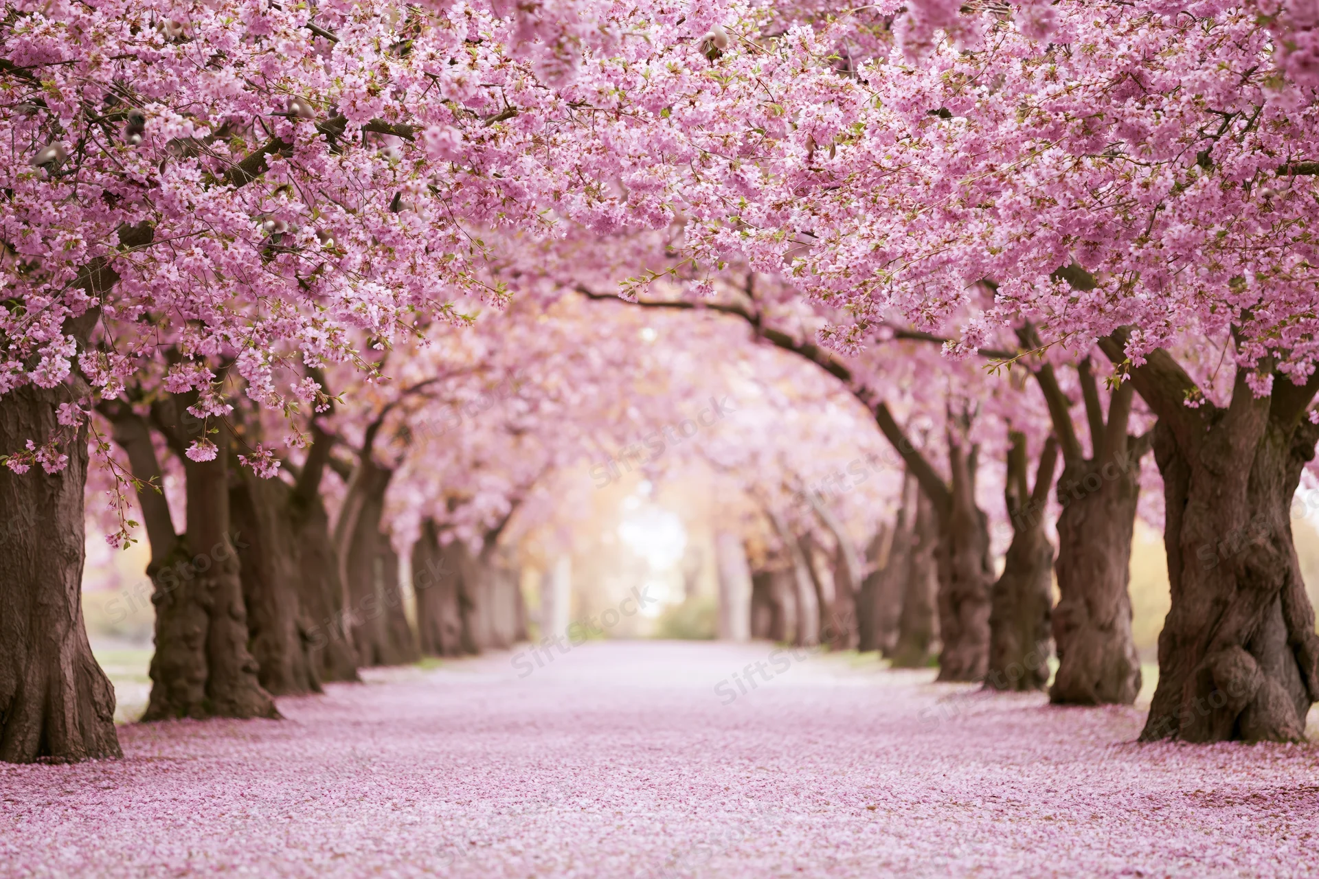 Cherry blossom trees forming a blooming tunnel over a petal-covered pathway in spring
