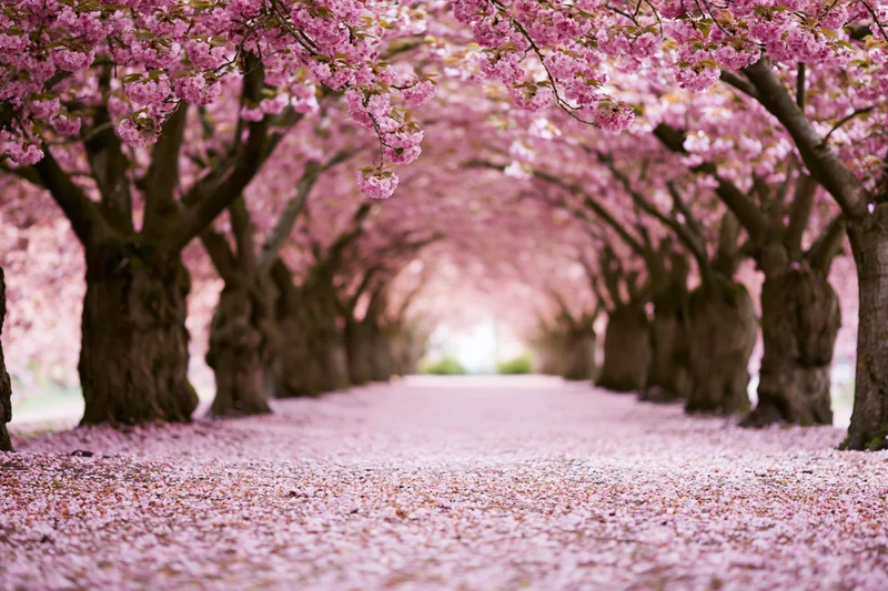 Cherry blossom trees forming a tunnel over a pathway covered in fallen pink petals
